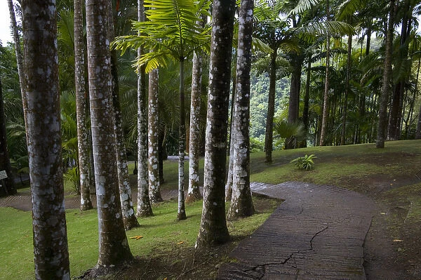 MARTINIQUE. French Antilles. West Indies. Walkway & palms at Jardin de Balata (Balata Garden)