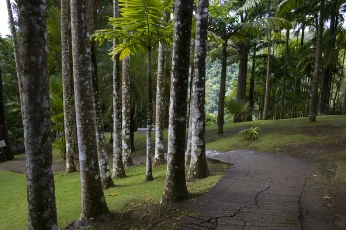 Framed Print : MARTINIQUE. French Antilles. West Indies. Walkway & palms at Jardin de Balata (Balata Garden) Framed Print : MARTINIQUE. French Antilles. West Indies. Walkway & palms at Jardin de Balata (Balata Garden)
