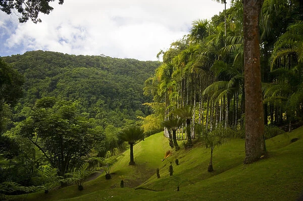 MARTINIQUE. French Antilles. West Indies. Palms on slope at Jardin de Balata (Balata Garden)