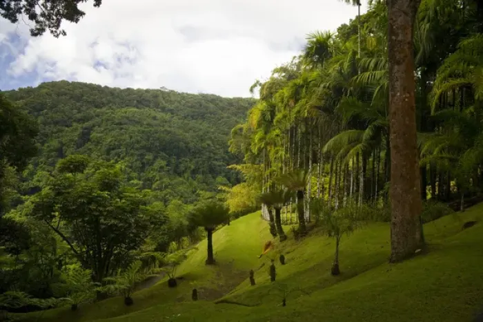 Framed Print : MARTINIQUE. French Antilles. West Indies. Palms on slope at Jardin de Balata (Balata Garden) Framed Print : MARTINIQUE. French Antilles. West Indies. Palms on slope at Jardin de Balata (Balata Garden)