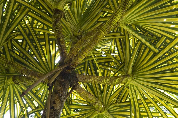 MARTINIQUE. French Antilles. West Indies. Pandanus tree (Pandanus sanderi) at Jardin de Balata