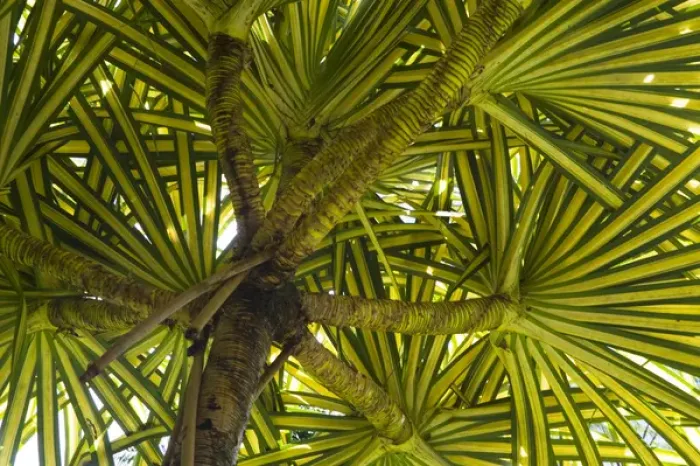 Framed Print : MARTINIQUE. French Antilles. West Indies. Pandanus tree (Pandanus sanderi) at Jardin de Balata Framed Print : MARTINIQUE. French Antilles. West Indies. Pandanus tree (Pandanus sanderi) at Jardin de Balata