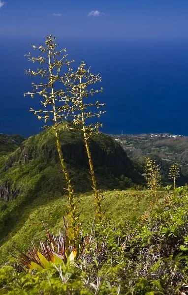 MARTINIQUE. French Antilles. West Indies. Flower stalks of agave grow on steep ridge high on Mt