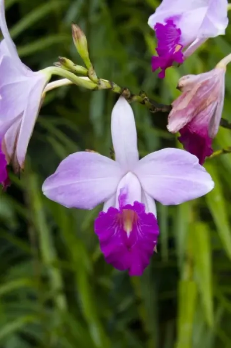 Framed Print : MARTINIQUE. French Antilles. West Indies. Bamboo orchid (Arundina graminifolia) blooming Framed Print : MARTINIQUE. French Antilles. West Indies. Bamboo orchid (Arundina graminifolia) blooming