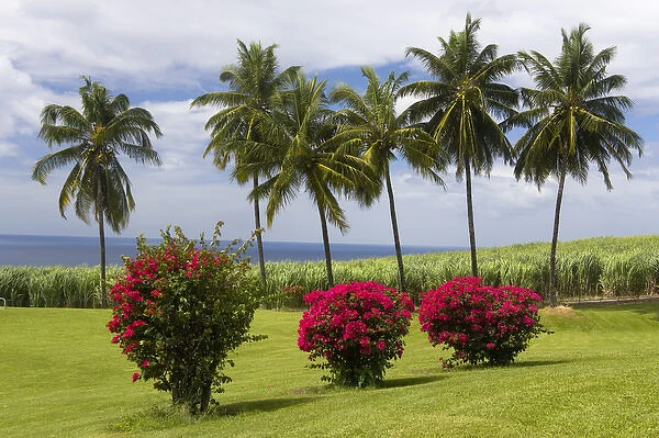 MARTINIQUE. French Antilles. West Indies. St. Pierre. Blooming bougaivillea, royal
