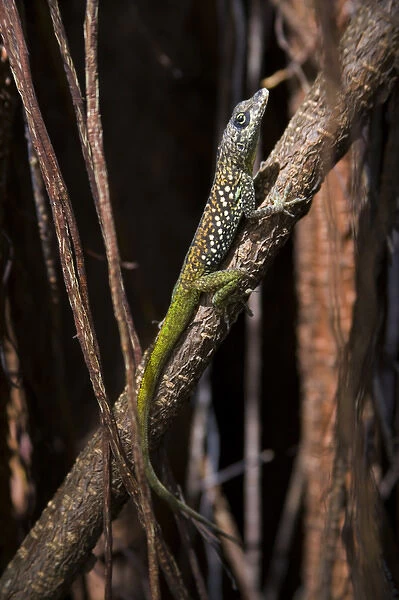 MARTINIQUE. French Antilles. West Indies. St. Pierre. Anole lizard on imported rubber