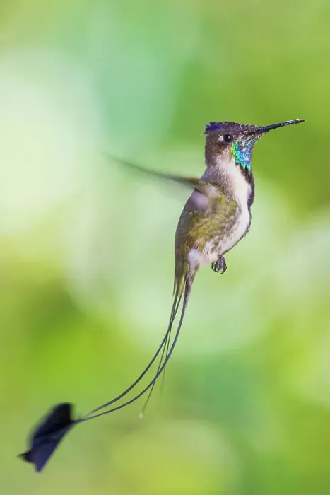 Framed Print : Marvelous spatulation hummingbird in flight in northern Peru