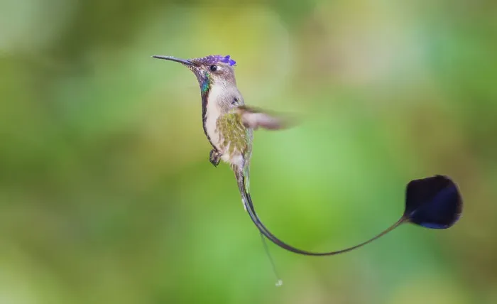 Framed Print : Marvelous spatulation hummingbird in flight in northern Peru Framed Print : Marvelous spatulation hummingbird in flight in northern Peru