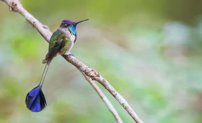 Framed Print : Marvelous spatulation hummingbird pauses for a moment in the mountain forest of Northern Peru