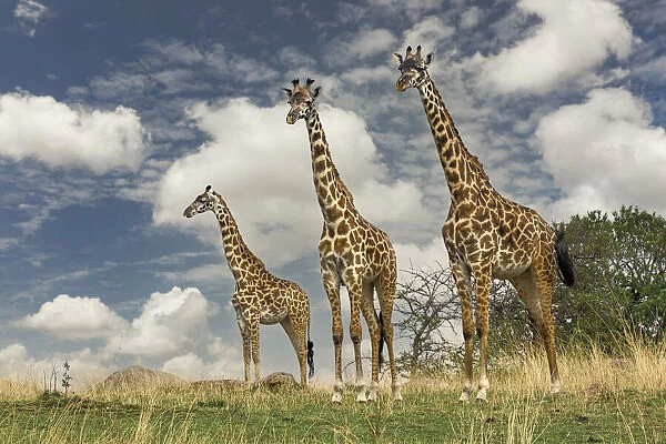 Three Masai Giraffe