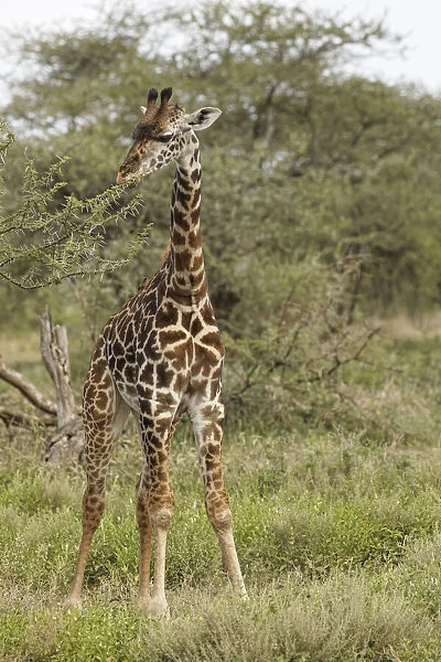 Masai Giraffe browsing on acacia trees, Serengeti National Park, Tanzania, Africa