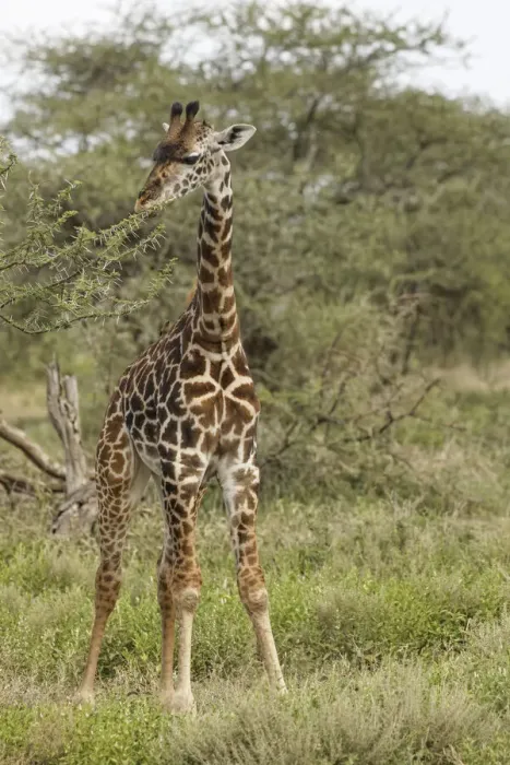 Framed Print : Masai Giraffe browsing on acacia trees, Serengeti National Park, Tanzania, Africa Framed Print : Masai Giraffe browsing on acacia trees, Serengeti National Park, Tanzania, Africa