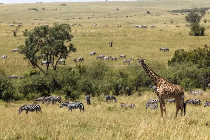 Framed Print : Masai Giraffe and Burchells Zebras, Masai Mara, Kenya, Africa Framed Print : Masai Giraffe and Burchells Zebras, Masai Mara, Kenya, Africa
