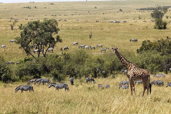 Masai Giraffe and Burchells Zebras, Masai Mara, Kenya, Africa