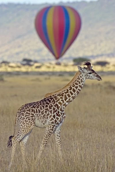 Masai Giraffe (Giraffa