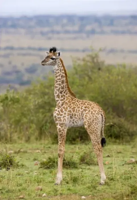 Framed Print : Masai Giraffe (Giraffa Framed Print : Masai Giraffe (Giraffa