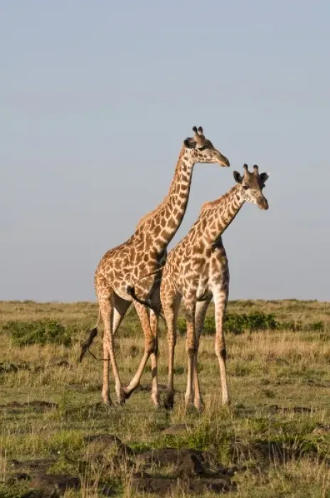 Framed Print : Masai Giraffe (Giraffa camelopardalis), Masai Mara National Reserve, Kenya Framed Print : Masai Giraffe (Giraffa camelopardalis), Masai Mara National Reserve, Kenya