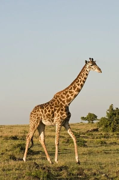 Masai Giraffe (Giraffa camelopardalis), Masai Mara National Reserve, Kenya