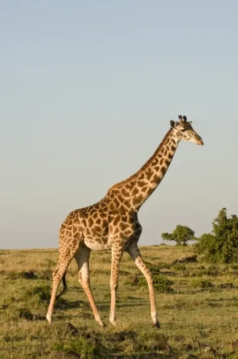 Framed Print : Masai Giraffe (Giraffa camelopardalis), Masai Mara National Reserve, Kenya