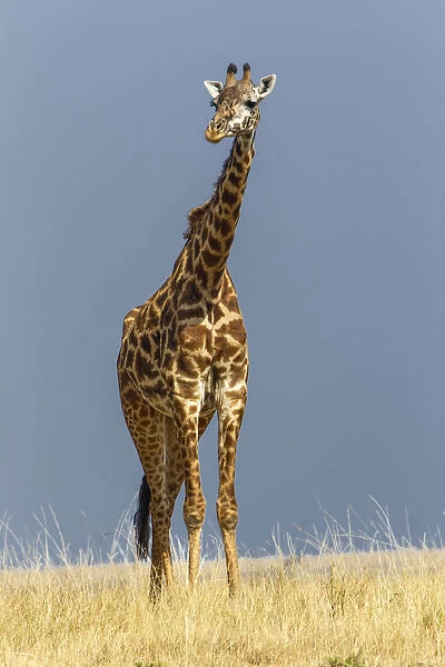 Masai Giraffe, Masai Mara Game Reserve, Kenya, Africa