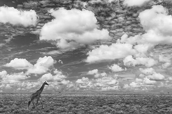 Masai Giraffe on open plains of Serengeti National Park, Tanzania, Africa