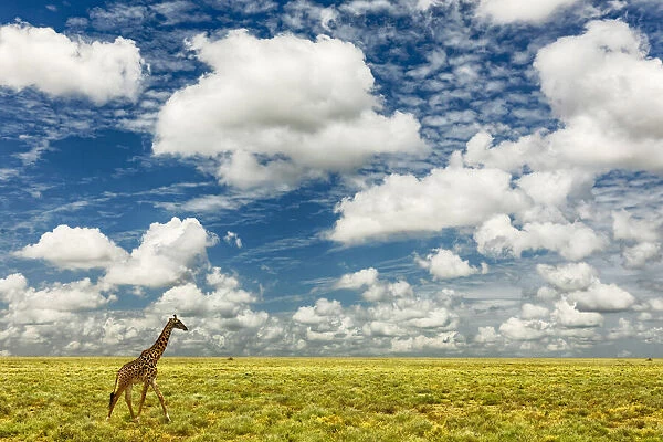 Masai Giraffe on open plains of Serengeti National Park, Tanzania, Africa