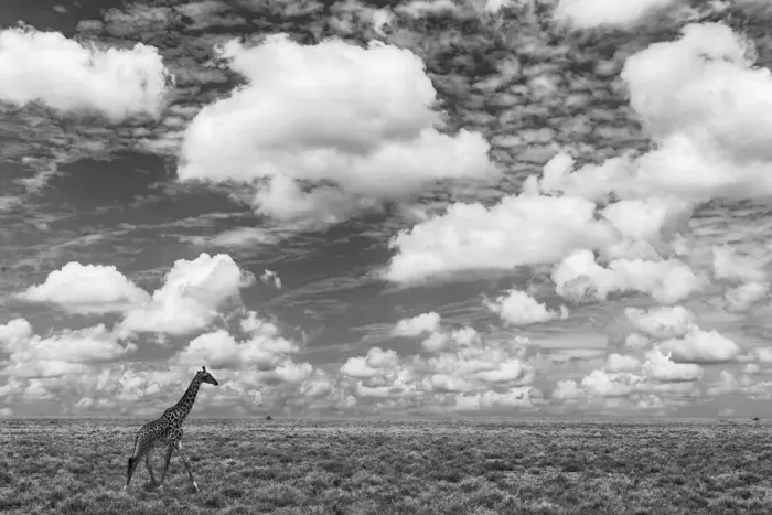 Framed Print : Masai Giraffe on open plains of Serengeti National Park, Tanzania, Africa Framed Print : Masai Giraffe on open plains of Serengeti National Park, Tanzania, Africa