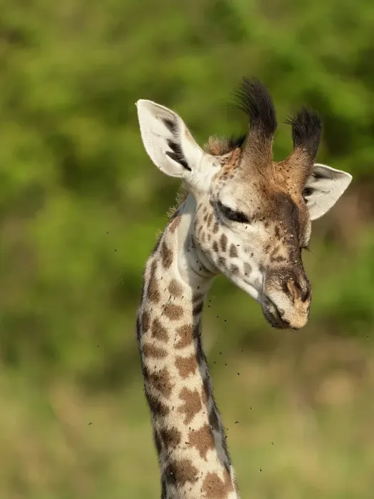 Framed Print : Masai giraffe, Serengeti National Park, Tanzania, Africa Framed Print : Masai giraffe, Serengeti National Park, Tanzania, Africa