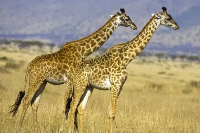 Framed Print : Two Masai Giraffes Framed Print : Two Masai Giraffes