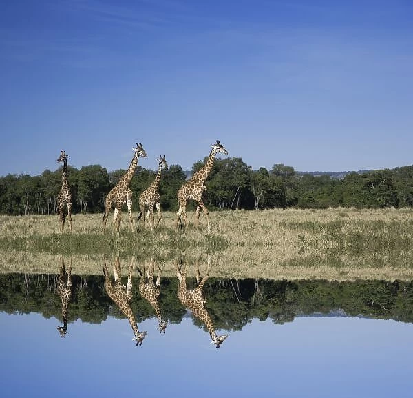 Masai Giraffes, Giraffa camelopardalis, Masai Mara, Kenya, Digital Composite