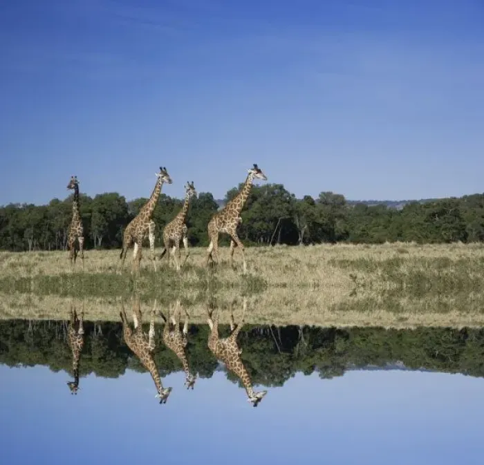 Framed Print : Masai Giraffes, Giraffa camelopardalis, Masai Mara, Kenya, Digital Composite Framed Print : Masai Giraffes, Giraffa camelopardalis, Masai Mara, Kenya, Digital Composite