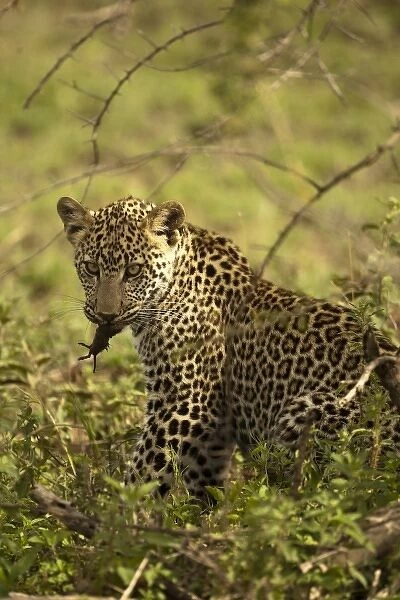 Masai Kopjes, Serengeti National Park, Tanzania, African Leopard, Panthera pardus