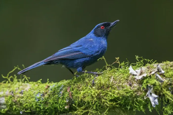 Framed Print : Masked flowerpiercer, a mossy perch in the cloud forest. Ecuador, South America Framed Print : Masked flowerpiercer, a mossy perch in the cloud forest. Ecuador, South America