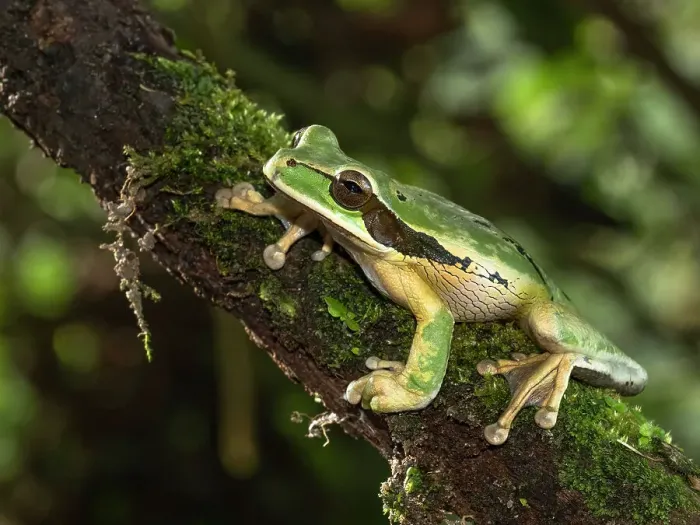 Framed Print : Masked Treefrog, Costa Rica, Central America Framed Print : Masked Treefrog, Costa Rica, Central America