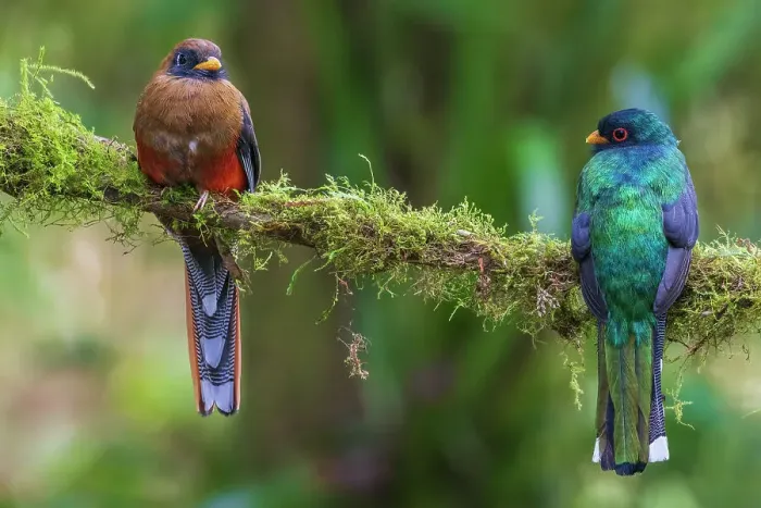 Framed Print : Masked trogon pair searching for a meal in the cloud forest of Ecuador, South America