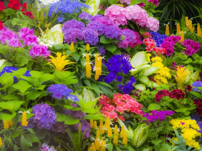 Framed Print : Mass colorful planting of flowers