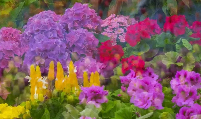 Framed Print : Mass colorful planting of flowers Framed Print : Mass colorful planting of flowers