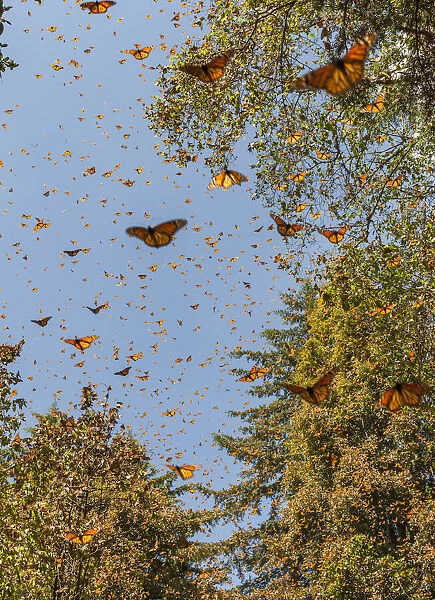 Masses of monarch butterflies in Flight, Cerro Pelon (Macheros) monarch butterfly reserve