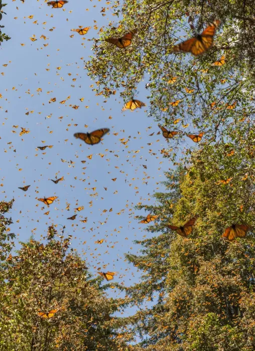 Framed Print : Masses of monarch butterflies in Flight, Cerro Pelon (Macheros) monarch butterfly reserve Framed Print : Masses of monarch butterflies in Flight, Cerro Pelon (Macheros) monarch butterfly reserve