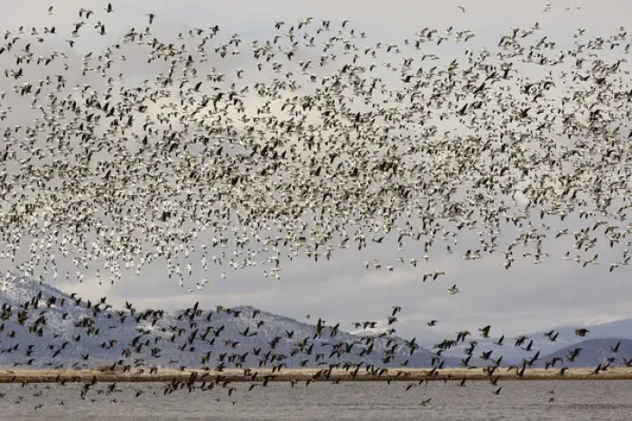 Framed Print : Massive flock of Snow Geese in flight, Klamath Basin, Klamath Falls, Oregon Framed Print : Massive flock of Snow Geese in flight, Klamath Basin, Klamath Falls, Oregon