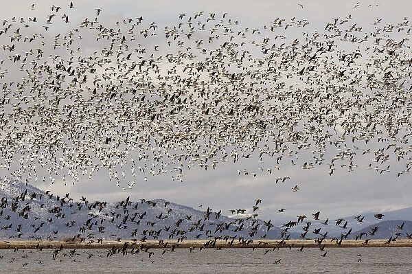 Massive flock of Snow Geese in flight, Klamath Basin, Klamath Falls, Oregon