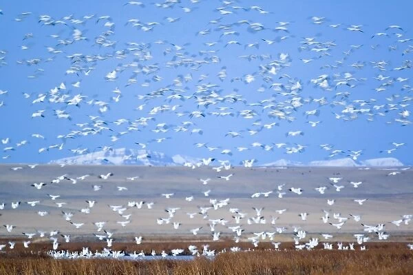 Massive flock of snow geese taking off from Freezeout Lake NWR in Montana at dawn