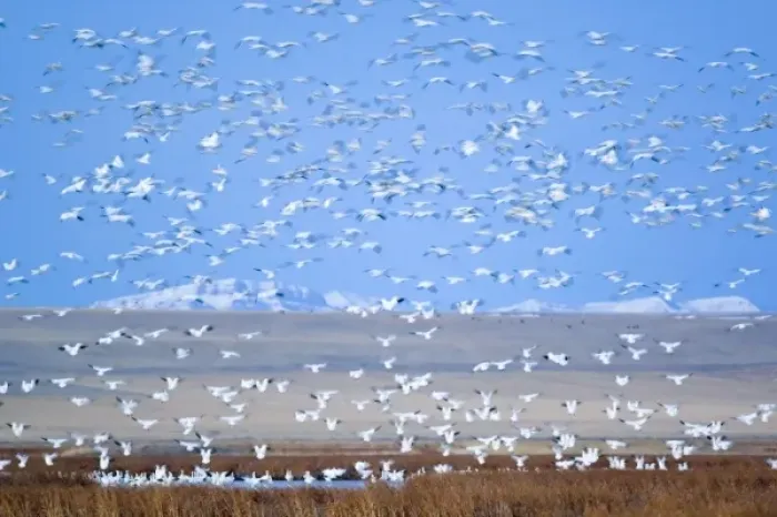 Framed Print : Massive flock of snow geese taking off from Freezeout Lake NWR in Montana at dawn Framed Print : Massive flock of snow geese taking off from Freezeout Lake NWR in Montana at dawn