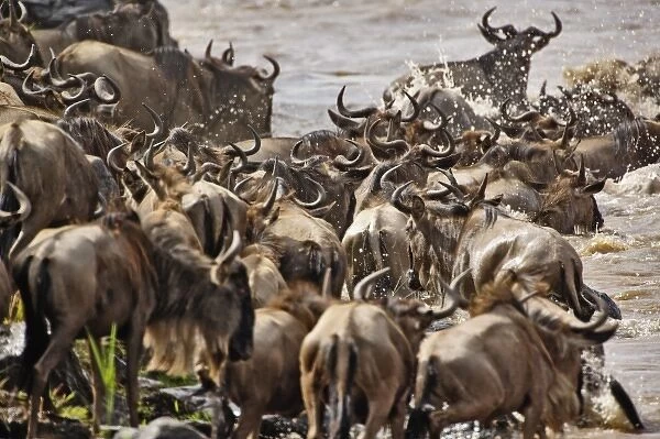 Massive herd of Wildebeest, Connochaetes taurinus crossing the Mara River heading south to Tanzania