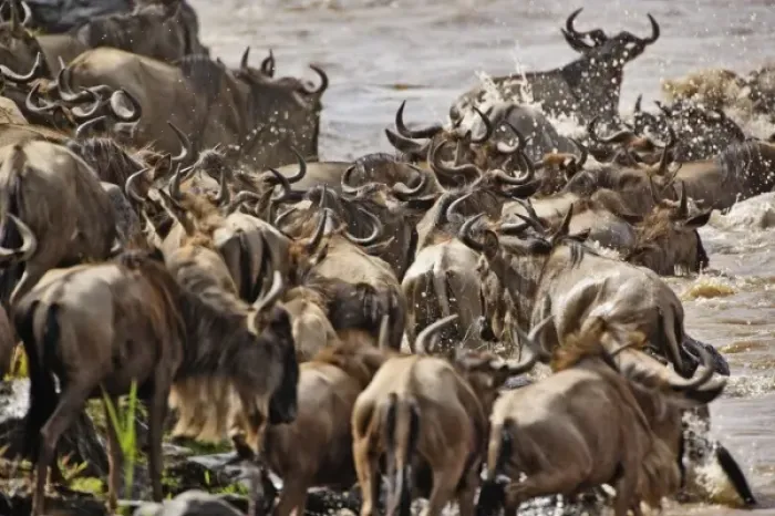Framed Print : Massive herd of Wildebeest, Connochaetes taurinus crossing the Mara River heading south to Tanzania