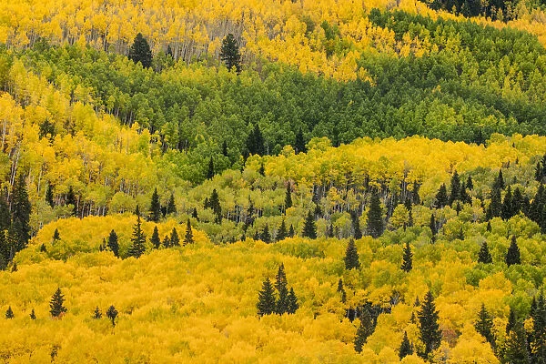 Massive mountain slope of dense aspen trees and evergreens in fall color, Uncompahgre