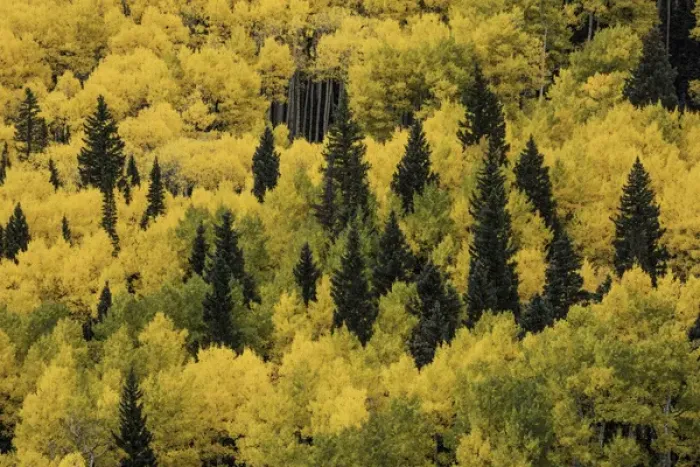 Framed Print : Massive mountain slope of dense aspen trees and evergreens in fall color, Uncompahgre Framed Print : Massive mountain slope of dense aspen trees and evergreens in fall color, Uncompahgre