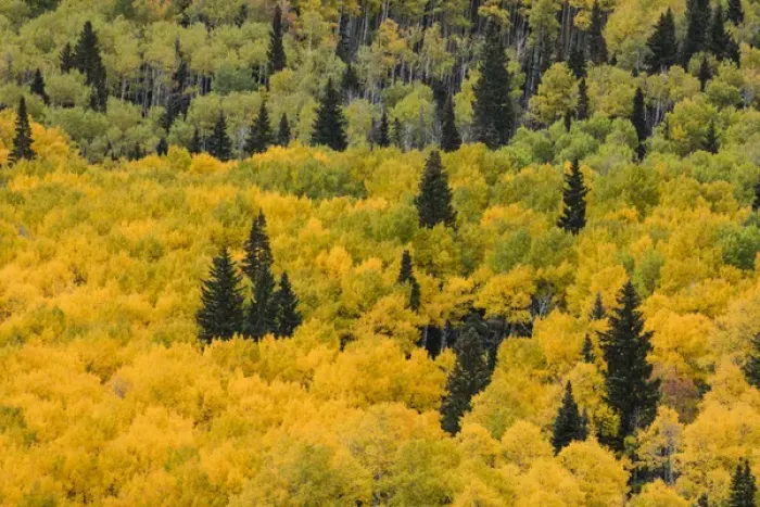Framed Print : Massive mountain slope of dense aspen trees and evergreens in fall color, Uncompahgre