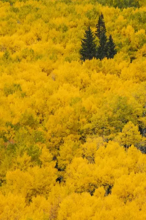 Framed Print : Massive mountain slope of dense aspen trees and evergreens in fall color, Uncompahgre Framed Print : Massive mountain slope of dense aspen trees and evergreens in fall color, Uncompahgre