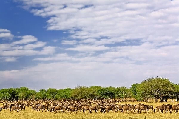 Massive Wildebeest herd during migration, Connochaetes taurinus, Serengeti National Park
